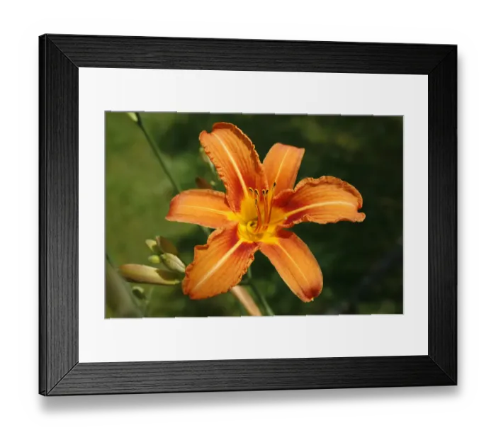 Framed Print : Lily -Lilium sp. -, flower Framed Print : Lily -Lilium sp. -, flower