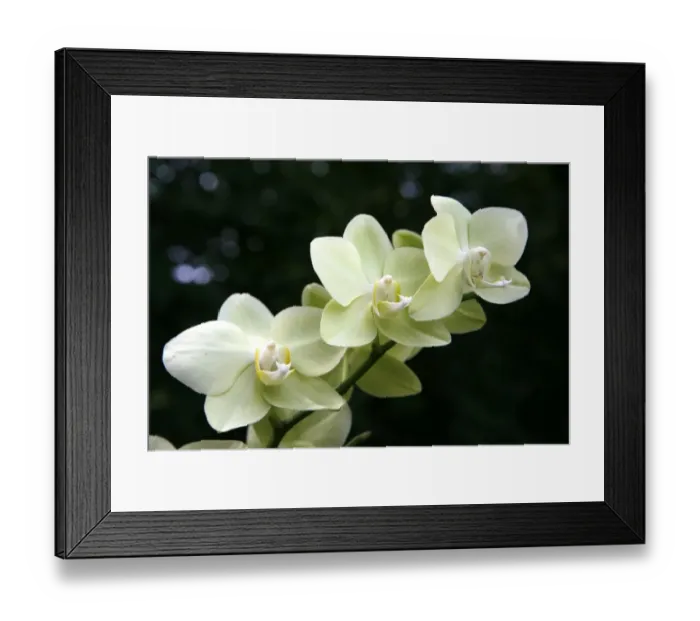 Framed Print : Orchid -Orchidaceae-, flower