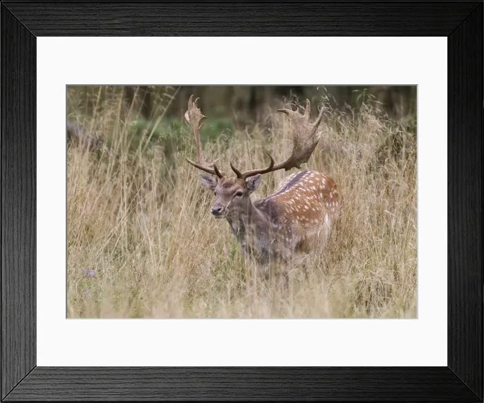 Framed Print : Fallow Deer -Dama dama-, Copenhagen, Denmark Framed Print : Fallow Deer -Dama dama-, Copenhagen, Denmark