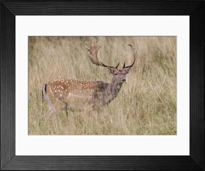 Framed Print : Fallow Deer -Dama dama-, Copenhagen, Denmark Framed Print : Fallow Deer -Dama dama-, Copenhagen, Denmark