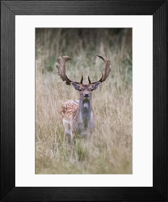 Framed Print : Fallow Deer -Dama dama-, Copenhagen, Denmark Framed Print : Fallow Deer -Dama dama-, Copenhagen, Denmark