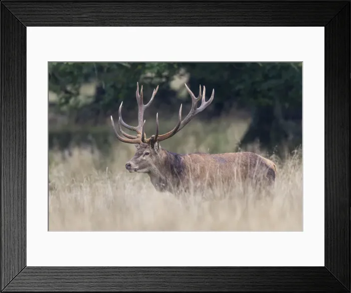 Framed Print : Red Deer -Cervus elaphus-, Copenhagen, Denmark Framed Print : Red Deer -Cervus elaphus-, Copenhagen, Denmark