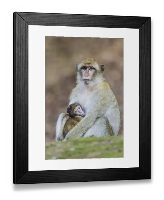 Framed Print : Barbary Macaque -Macaca sylvanus-, adult female with young, captive, Rhineland-Palatinate, Germany Framed Print : Barbary Macaque -Macaca sylvanus-, adult female with young, captive, Rhineland-Palatinate, Germany