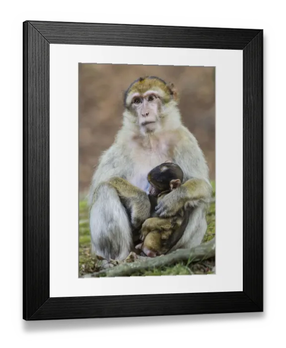 Framed Print : Barbary Macaque -Macaca sylvanus-, adult female with young, captive, Rhineland-Palatinate, Germany Framed Print : Barbary Macaque -Macaca sylvanus-, adult female with young, captive, Rhineland-Palatinate, Germany