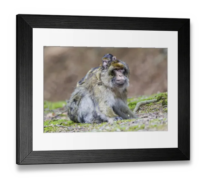 Framed Print : Barbary Macaque -Macaca sylvanus-, adult female with young, captive, Rhineland-Palatinate, Germany Framed Print : Barbary Macaque -Macaca sylvanus-, adult female with young, captive, Rhineland-Palatinate, Germany