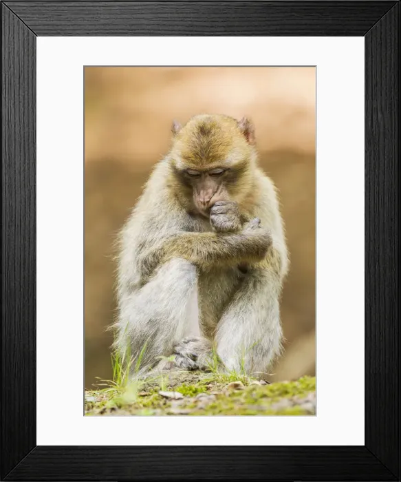 Framed Print : Barbary Macaque -Macaca sylvanus-, adult, captive, Rhineland-Palatinate, Germany Framed Print : Barbary Macaque -Macaca sylvanus-, adult, captive, Rhineland-Palatinate, Germany
