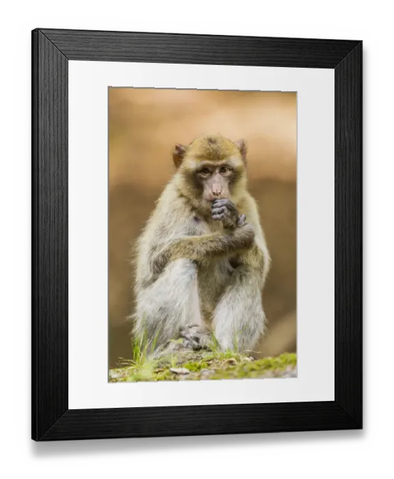 Framed Print : Barbary Macaque -Macaca sylvanus-, adult, captive, Rhineland-Palatinate, Germany Framed Print : Barbary Macaque -Macaca sylvanus-, adult, captive, Rhineland-Palatinate, Germany