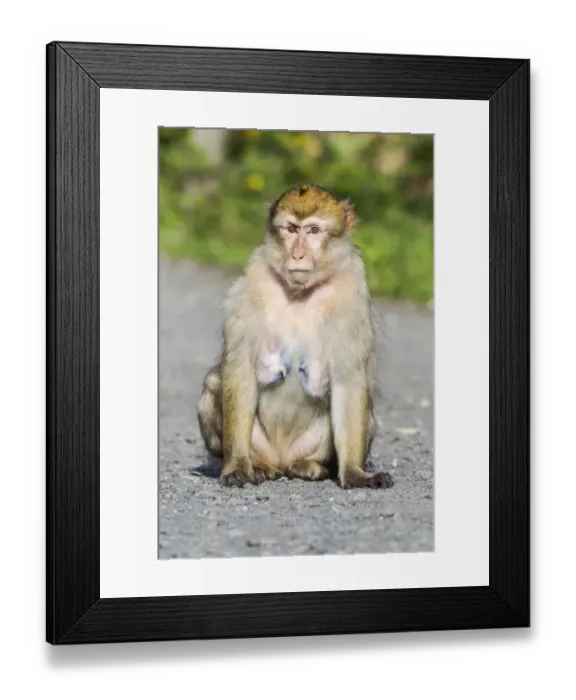 Framed Print : Barbary Macaque -Macaca sylvanus-, adult, captive, Rhineland-Palatinate, Germany Framed Print : Barbary Macaque -Macaca sylvanus-, adult, captive, Rhineland-Palatinate, Germany