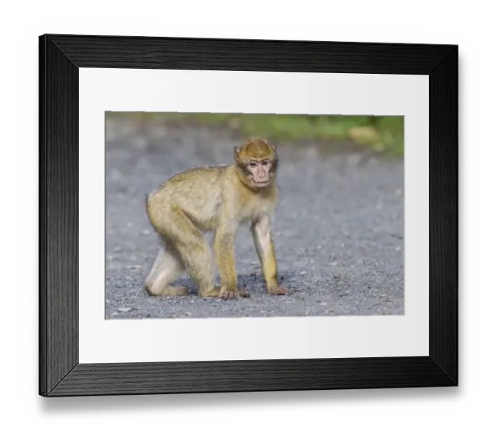 Framed Print : Barbary Macaque -Macaca sylvanus-, adult, captive, Rhineland-Palatinate, Germany Framed Print : Barbary Macaque -Macaca sylvanus-, adult, captive, Rhineland-Palatinate, Germany