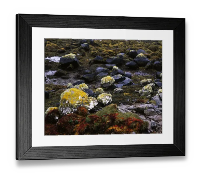 Framed Print : Colourful seaweed, lichen on granite rocks at low tide, Connemara, County Galway, Ireland Framed Print : Colourful seaweed, lichen on granite rocks at low tide, Connemara, County Galway, Ireland
