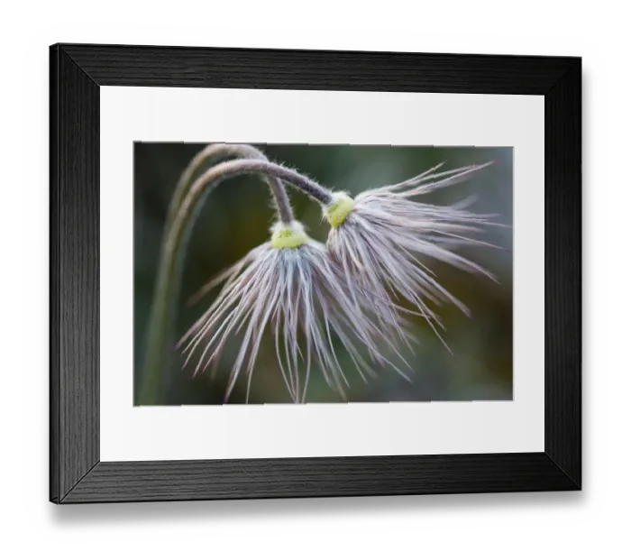 Framed Print : Common Pasque Flower -Pulsatilla vulgaris-, Bavaria, Germany Framed Print : Common Pasque Flower -Pulsatilla vulgaris-, Bavaria, Germany