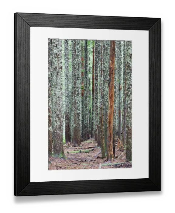 Framed Print : Larch trunks in the Columbia River Gorge, Portland, Oregon, United States Framed Print : Larch trunks in the Columbia River Gorge, Portland, Oregon, United States