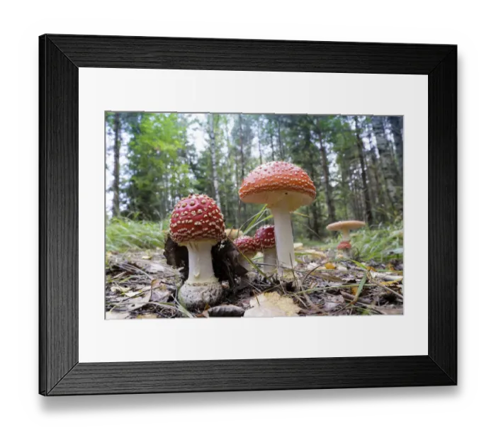 Framed Print : Agaric Mushrooms -Amanita muscaria-, Glaskogen nature reserve, Sweden