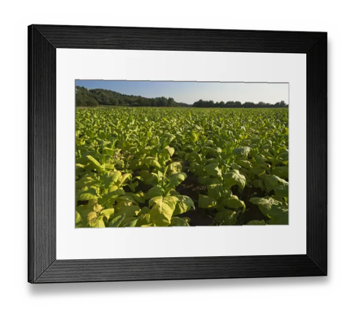 Framed Print : Ripe Tobacco field -Nicotiana-, Ringsheim, Baden-Wurttemberg, Germany Framed Print : Ripe Tobacco field -Nicotiana-, Ringsheim, Baden-Wurttemberg, Germany