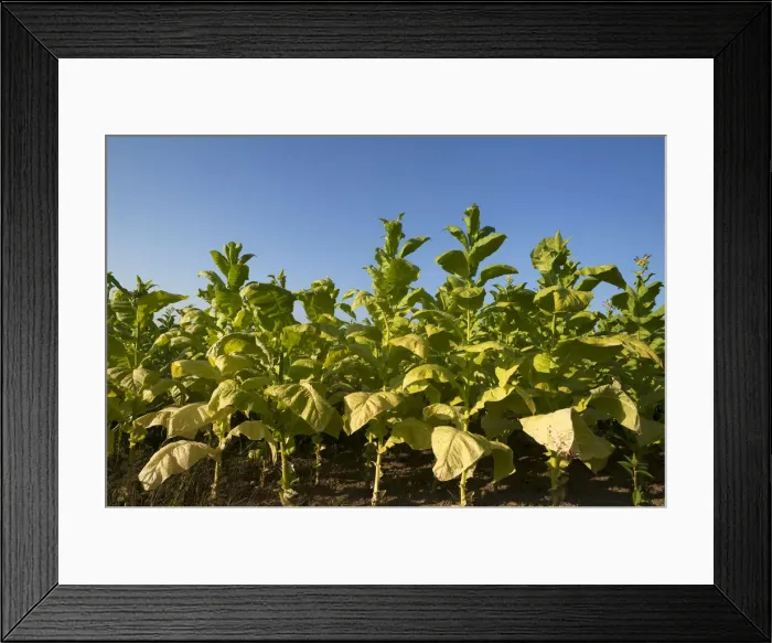 Framed Print : Ripe Tobacco field -Nicotiana- against blue sky, Ringsheim, Baden-Wurttemberg, Germany Framed Print : Ripe Tobacco field -Nicotiana- against blue sky, Ringsheim, Baden-Wurttemberg, Germany