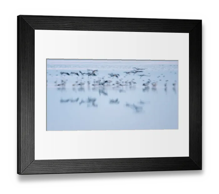 Framed Print : Common Cranes -Grus grus- flying over water, Hortobagy, Hungary