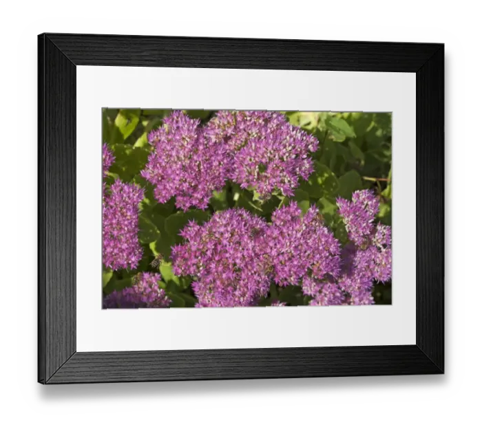 Framed Print : Stonecrop -Sedum x telephium- with Honey Bees -Apis- Framed Print : Stonecrop -Sedum x telephium- with Honey Bees -Apis-