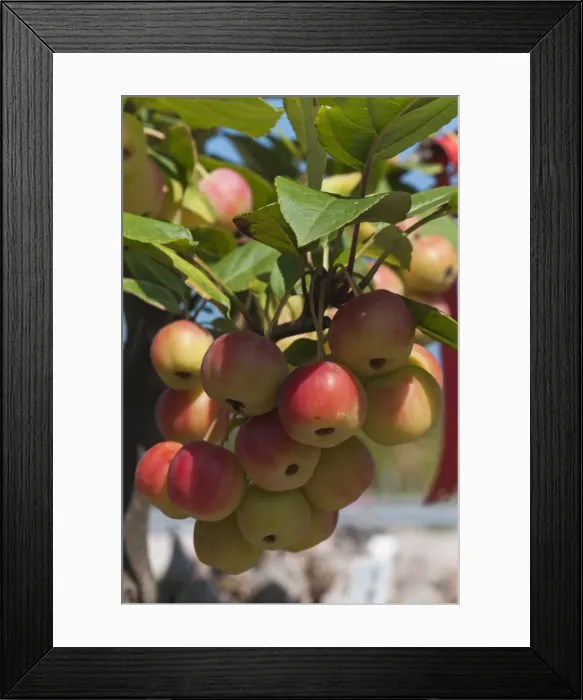 Framed Print : Ornamental Apple Golden Hornet -Malus sp. - Framed Print : Ornamental Apple Golden Hornet -Malus sp. -