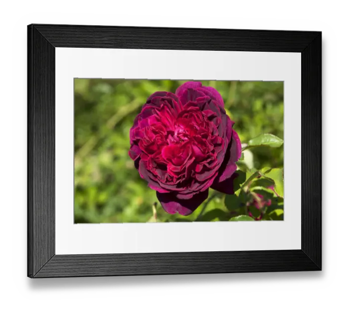Framed Print : Red Rose flower -Rosa Heathcliff- Framed Print : Red Rose flower -Rosa Heathcliff-