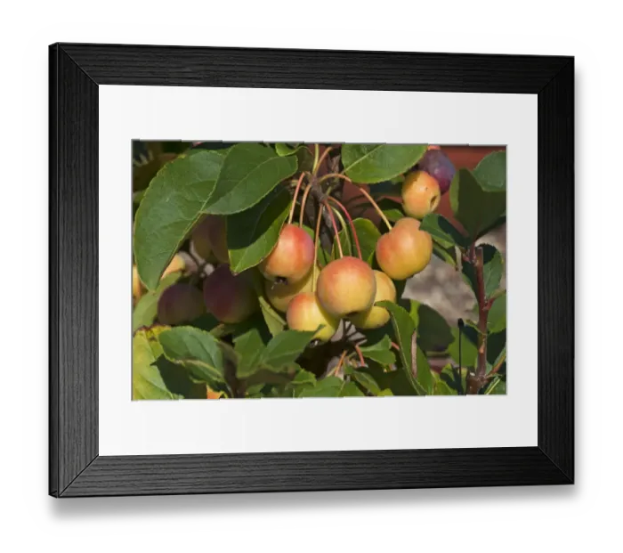 Framed Print : Ornamental Apple Golden Hornet -Malus sp. - Framed Print : Ornamental Apple Golden Hornet -Malus sp. -