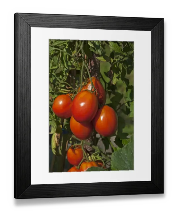 Framed Print : Ripe Plum tomatoes -Solanum lycopersicum- on the bush Framed Print : Ripe Plum tomatoes -Solanum lycopersicum- on the bush