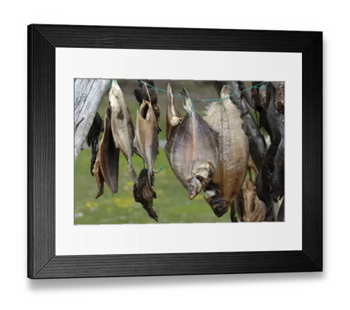 Framed Print : Dried fish, Iceland Framed Print : Dried fish, Iceland