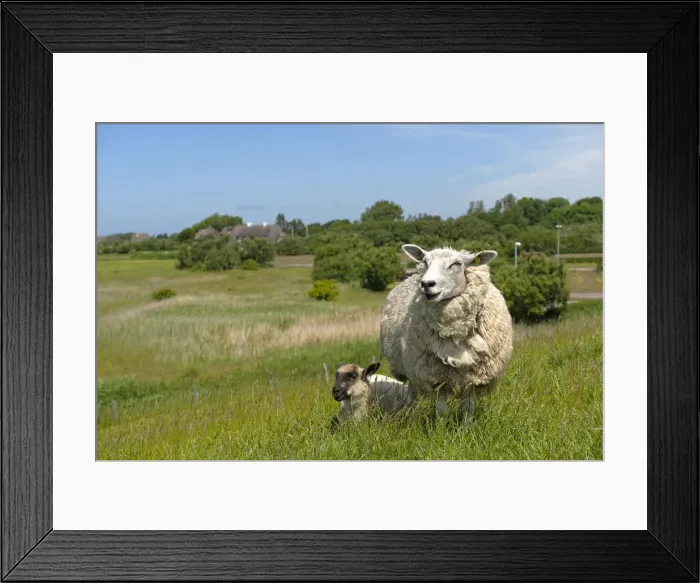 Framed Print : Sheep -Ovis orientalis aries-, female with lamb standing on a dike, near Osterende, Sylt, Schleswig-Holstein, Germany Framed Print : Sheep -Ovis orientalis aries-, female with lamb standing on a dike, near Osterende, Sylt, Schleswig-Holstein, Germany