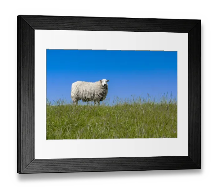 Framed Print : Sheep -Ovis orientalis aries- standing on a dike, near Archsum, Sylt, Schleswig-Holstein, Germany Framed Print : Sheep -Ovis orientalis aries- standing on a dike, near Archsum, Sylt, Schleswig-Holstein, Germany