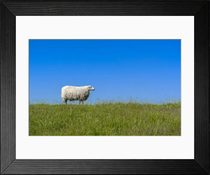 Framed Print : Sheep -Ovis orientalis aries- standing on a dike, near Archsum, Sylt, Schleswig-Holstein, Germany Framed Print : Sheep -Ovis orientalis aries- standing on a dike, near Archsum, Sylt, Schleswig-Holstein, Germany