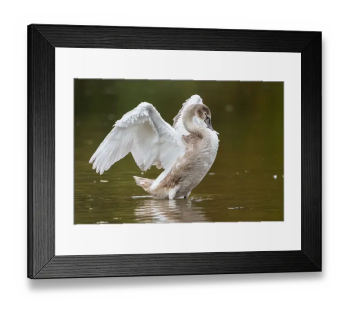 Framed Print : Young Mute Swan -Cygnus olor- standing in water, flapping its wings, North Hesse, Hesse, Germany Framed Print : Young Mute Swan -Cygnus olor- standing in water, flapping its wings, North Hesse, Hesse, Germany