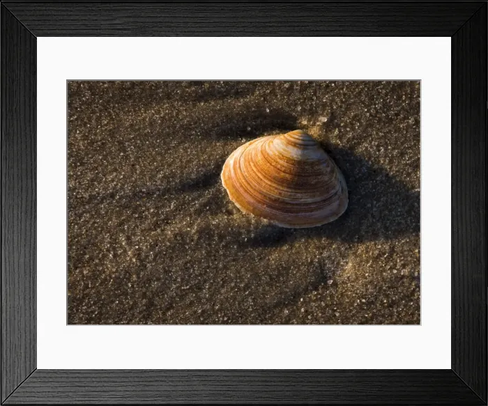 Framed Print : Shell on the beach, Westerland, Sylt, Schleswig-Holstein, Germany Framed Print : Shell on the beach, Westerland, Sylt, Schleswig-Holstein, Germany
