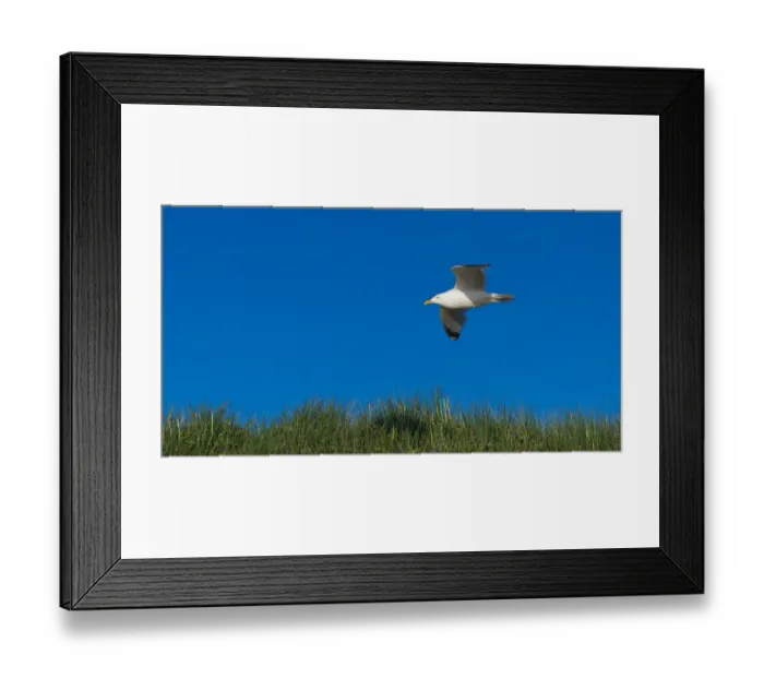 Framed Print : Herring Gull -Larus argentatus- in flight over a dune, Sylt, Schleswig-Holstein, Germany Framed Print : Herring Gull -Larus argentatus- in flight over a dune, Sylt, Schleswig-Holstein, Germany