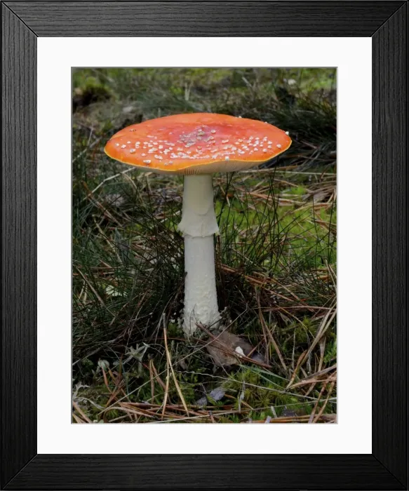Framed Print : Fly agaric -Amanita muscaria- Framed Print : Fly agaric -Amanita muscaria-