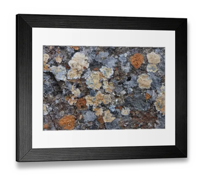 Framed Print : Colorful lichen on a stone, Iceland Framed Print : Colorful lichen on a stone, Iceland