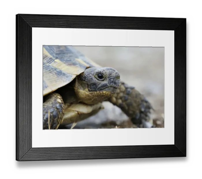 Framed Print : Mediterranean Spur-thighed Tortoise -Testudo graeca-, portrait, Pleven Province, Bulgaria Framed Print : Mediterranean Spur-thighed Tortoise -Testudo graeca-, portrait, Pleven Province, Bulgaria