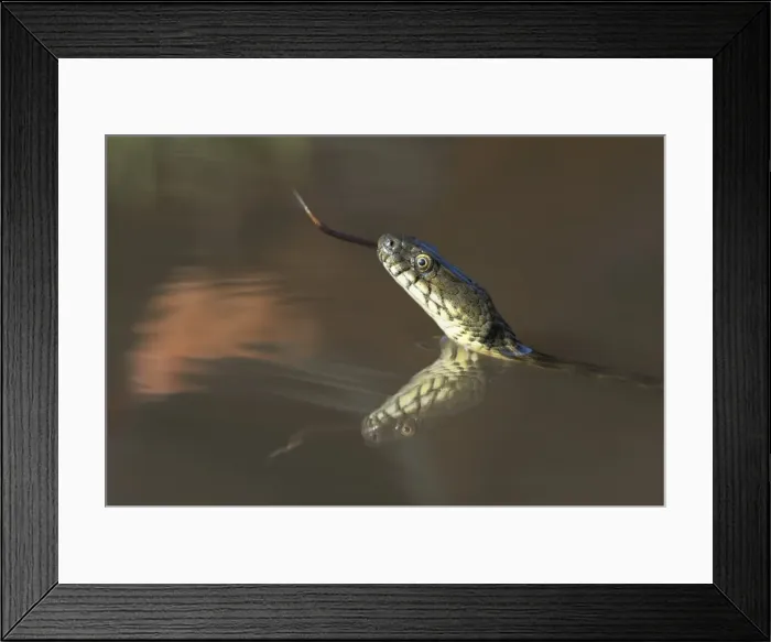 Framed Print : Dice Snake -Natrix tessellata-, darting its tongue, in the water, with reflection, Bulgaria Framed Print : Dice Snake -Natrix tessellata-, darting its tongue, in the water, with reflection, Bulgaria