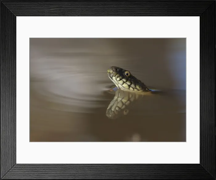 Framed Print : Dice Snake -Natrix tessellata-, in the water, with reflection, Bulgaria Framed Print : Dice Snake -Natrix tessellata-, in the water, with reflection, Bulgaria