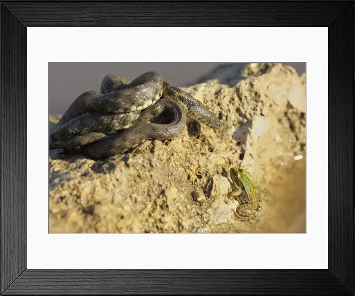 Framed Print : Dice Snake -Natrix tessellata-, basking, focussing gaze on frog in water, Bulgaria Framed Print : Dice Snake -Natrix tessellata-, basking, focussing gaze on frog in water, Bulgaria