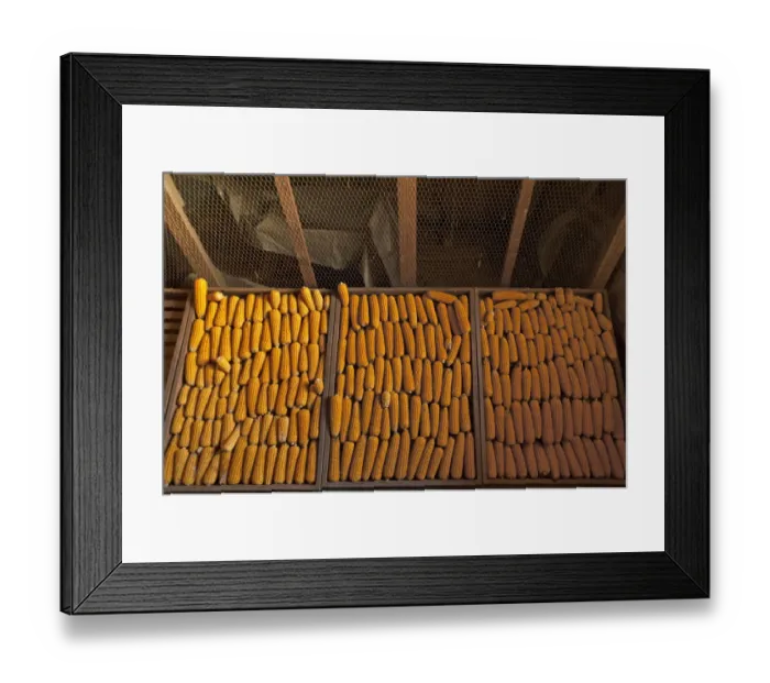 Framed Print : Drying corn cobs -Zea mays subsp. mays-, Bavaria, Germany Framed Print : Drying corn cobs -Zea mays subsp. mays-, Bavaria, Germany