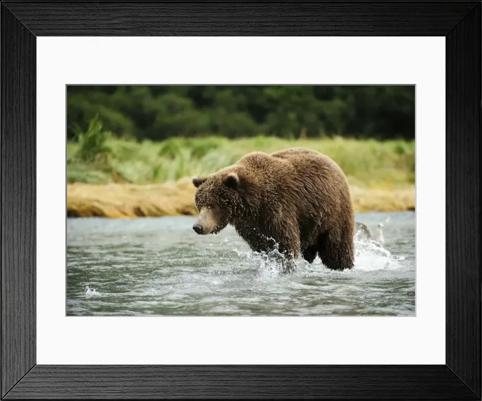 Framed Print : Brown Bear -Ursus arctos- catching salmon, Katmai National Park, Alaska Framed Print : Brown Bear -Ursus arctos- catching salmon, Katmai National Park, Alaska