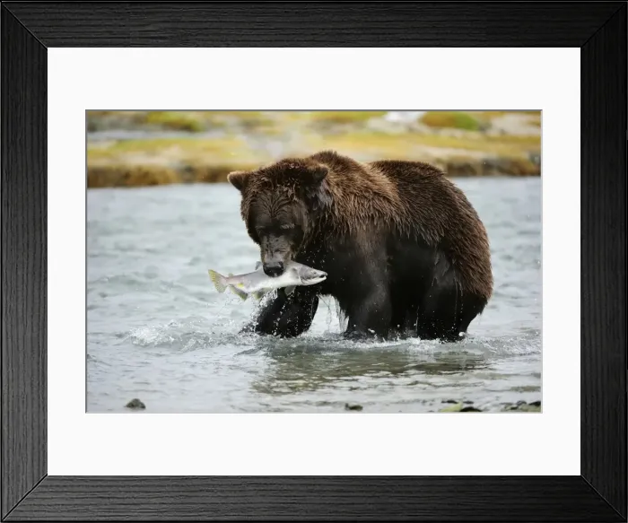 Framed Print : Brown Bear -Ursus arctos- crossing the river with salmon in its mouth, Katmai National Park, Alaska Framed Print : Brown Bear -Ursus arctos- crossing the river with salmon in its mouth, Katmai National Park, Alaska