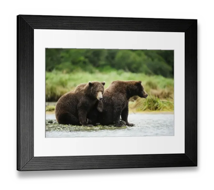 Framed Print : Brown Bear -Ursus arctos-, female with her offspring, 2 years, sitting on the riverbank, waiting for salmon, Katmai National Park, Alaska Framed Print : Brown Bear -Ursus arctos-, female with her offspring, 2 years, sitting on the riverbank, waiting for salmon, Katmai National Park, Alaska