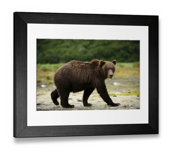 Framed Print : Brown Bear -Ursus arctos- walking along a riverbank, Katmai National Park, Alaska Framed Print : Brown Bear -Ursus arctos- walking along a riverbank, Katmai National Park, Alaska