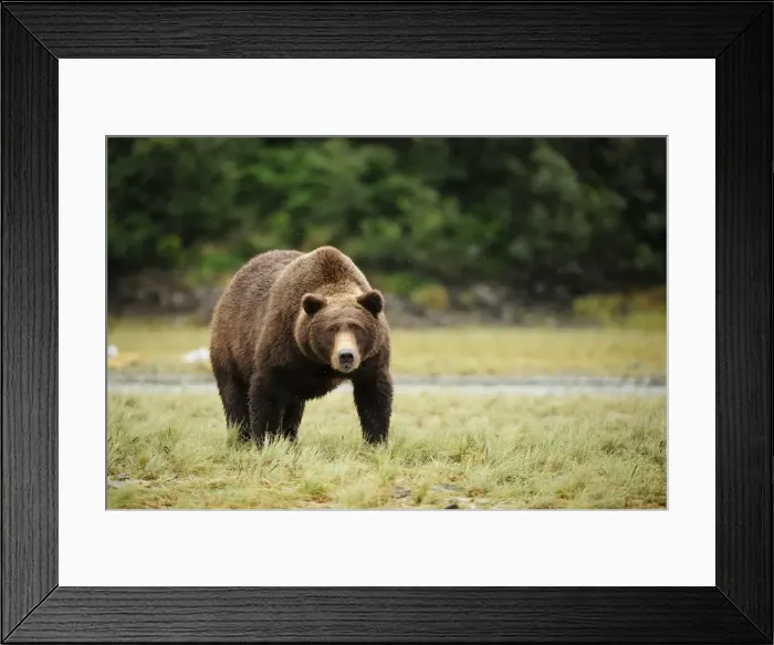 Framed Print : Brown Bear -Ursus arctos-, Katmai National Park, Alaska Framed Print : Brown Bear -Ursus arctos-, Katmai National Park, Alaska