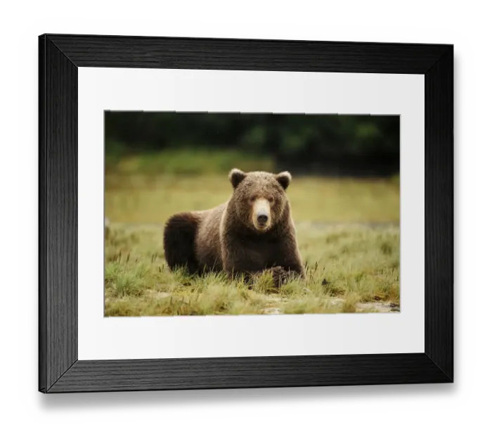 Framed Print : Brown Bear -Ursus arctos- lying in the grass, Katmai National Park, Alaska