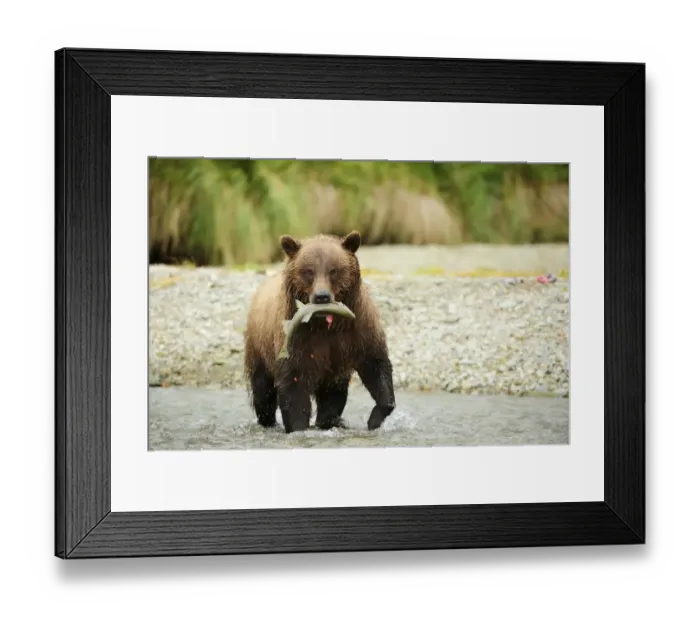 Framed Print : Brown Bear -Ursus arctos- crossing the river with salmon in its mouth, Katmai National Park, Alaska Framed Print : Brown Bear -Ursus arctos- crossing the river with salmon in its mouth, Katmai National Park, Alaska