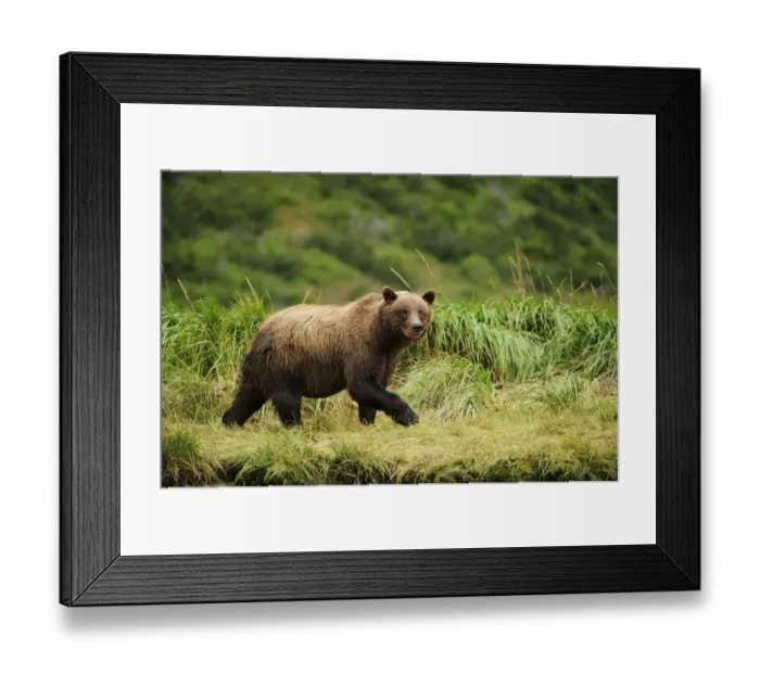 Framed Print : Brown Bear -Ursus arctos- walking across a meadow, Katmai National Park, Alaska Framed Print : Brown Bear -Ursus arctos- walking across a meadow, Katmai National Park, Alaska