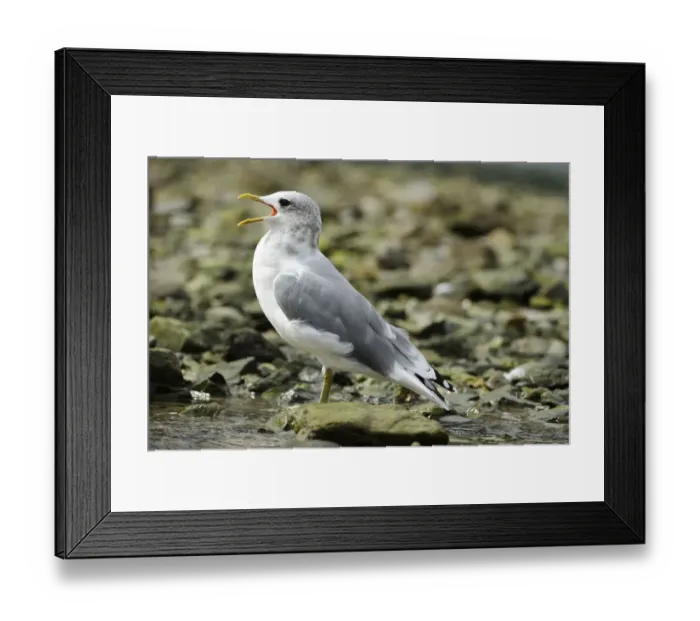 Framed Print : Common Gull -Larus canus- standing in water, calling with open beak, Katmai National Park, Alaska Framed Print : Common Gull -Larus canus- standing in water, calling with open beak, Katmai National Park, Alaska