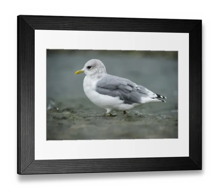 Framed Print : Common Gull -Larus canus- walking through shallow water, Katmai National Park, Alaska Framed Print : Common Gull -Larus canus- walking through shallow water, Katmai National Park, Alaska