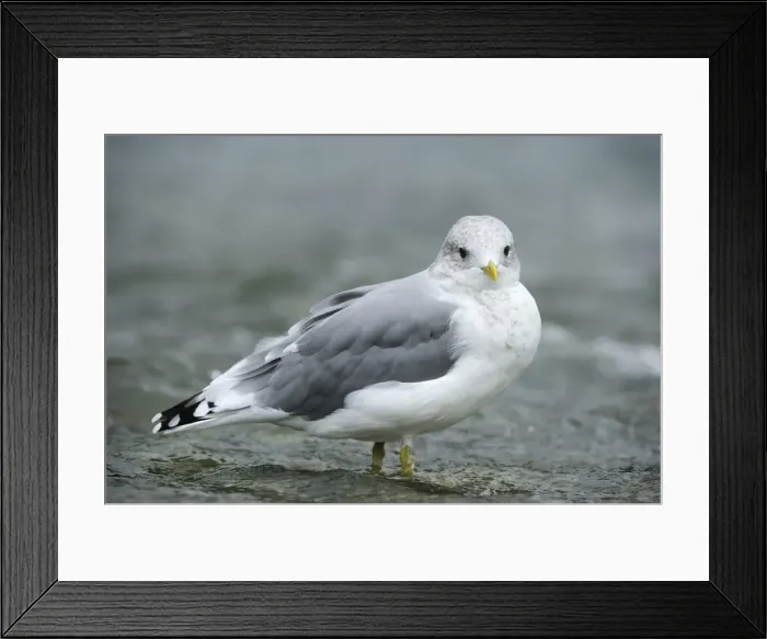 Framed Print : Common Gull -Larus canus- standing in water, Katmai National Park, Alaska Framed Print : Common Gull -Larus canus- standing in water, Katmai National Park, Alaska
